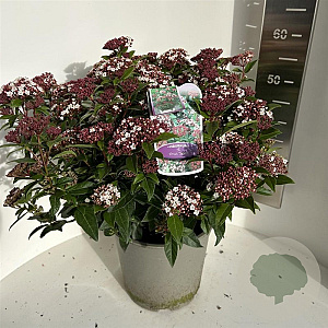 Viburnum tin. Spirit 50-60 cm 5,0L