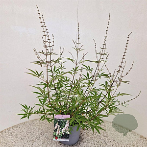 Vitex agnus-castus 'Albus' 40-50 cm 3,0L