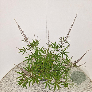 Vitex agnus-castus 'Albus' 40-50 cm 3,0L