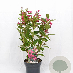 Weigela Big Love 30-40 cm 3,0L