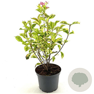 Weigela 'Kosteriana Variegata' 40-45 cm 3,0L