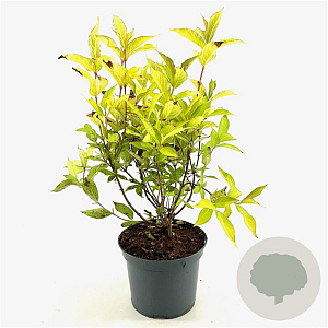Weigela 'Looymansii Aurea' 30-40 cm 3,0L