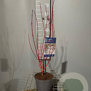 Cornus alba Baton Rouge 50-60 cm 3,0L