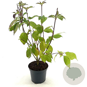 Cornus alba Baton Rouge 50-60 cm 3,0L