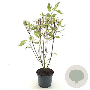 Cornus alba 'Elegantissima' 40-45 cm 3,0L