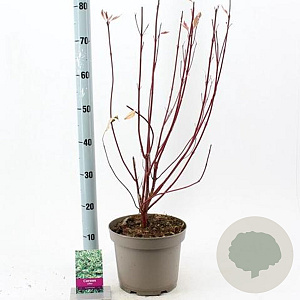 Cornus alba 'Elegantissima' 60-80 cm 5,0L