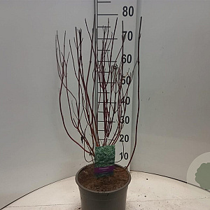 Cornus alba 'Elegantissima' 60-80 cm 5,0L