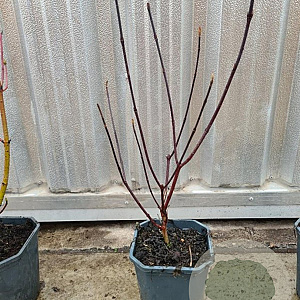 Cornus alba 'Kesselringii' 40-60 cm 2,0L