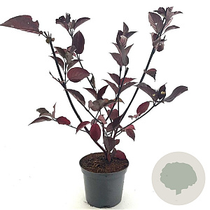 Cornus alba 'Kesselringii' 50-60 cm 3,0L