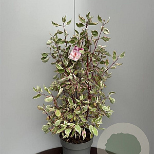 Cornus alba Miracle 70-80 cm 15L