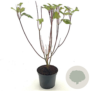 Cornus alba 'Sibirica' 40-45 cm 3,0L