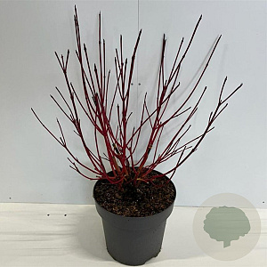 Cornus alba 'Sibirica' 80-100 cm 12L
