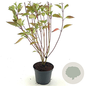 Cornus sericea 'Cardinal' 50-60 cm 3,0L