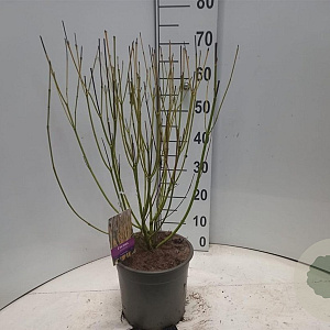 Cornus sericea 'Flaviramea' 60-80 cm 5,0L