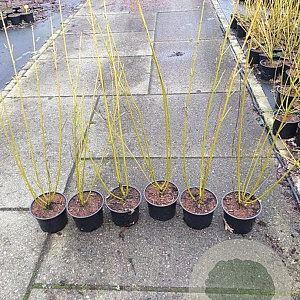 Cornus sericea 'Flaviramea' 80-100 cm 2,0L