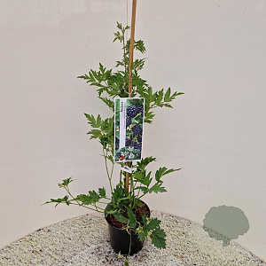 Rubus frut. 'Thornless Evergreen' 70-80 cm 2,0L met stok