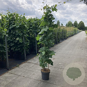 Vitis 'Boskoop Glory' 175-200 cm 12L