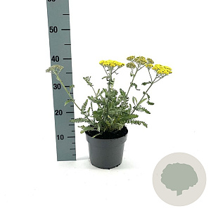 Achillea 'Moonshine' GM 2,0L