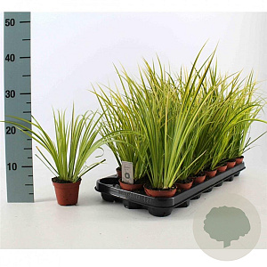 Acorus gramineus 'Ogon' 25-30 cm P8