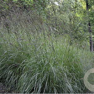 Andropogon gerardii GM C5