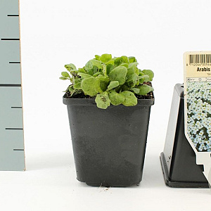 Arabis caucas. 'Snowcap' GM P9