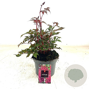 Astilbe (A) 'Red Shades' GM 2,0L