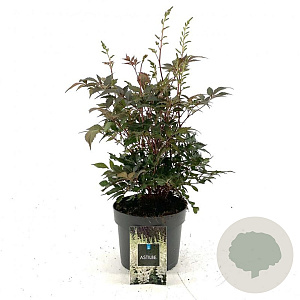 Astilbe (J) 'Washington' GM 2,0L