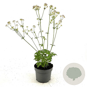 Astrantia 'Buckland' GM 2,0L