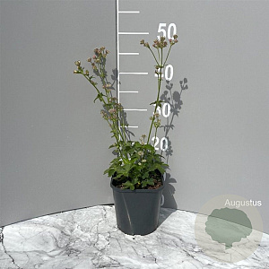 Astrantia major GM 2,0L