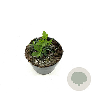 Baptisia australis GM 2,0L