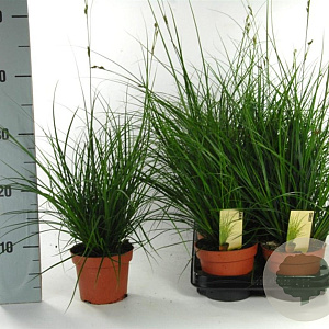 Carex brunnea 'Camara' 20-30 cm P12