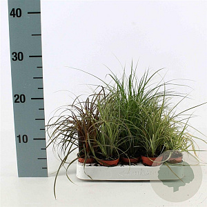 Carex Gemengd 10-20 cm P4,5cm