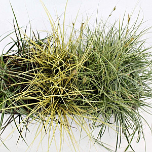 Carex Gemengd 20-40 cm P12