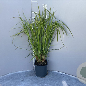 Carex grayi GM 2,0L