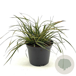 Carex morrowii Evercolor Everglow 20-25 cm 2,0L