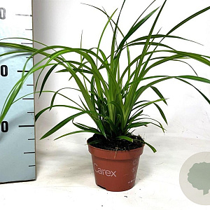 Carex morrowii 'Irish Green' 20-30 cm P10,5