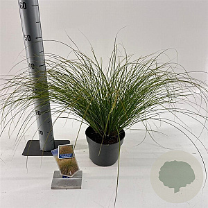 Carex testacea 'Prairie Fire' 20-25 cm 2,0L