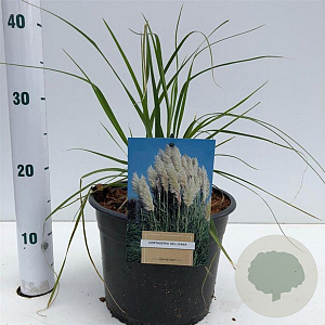 Cortaderia selloana 40-50 cm 4,0L