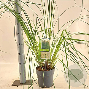 Cortaderia selloana 60-80 cm 3,0L