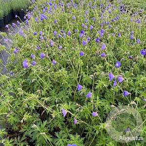 Geranium 'Brookside' GM 2,0L