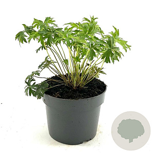 Geranium 'Brookside' GM 2,0L