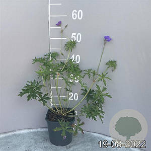 Geranium 'Brookside' GM 2,0L