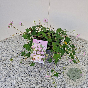 Geranium Dreamland 30-40 cm 2,5L