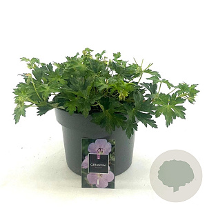 Geranium Rozanne GM C5