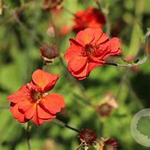 Geum Fiery Tempest GM 2,0L