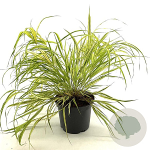 Hakonechloa macra 'Aureola' 20-25 cm 2,0L