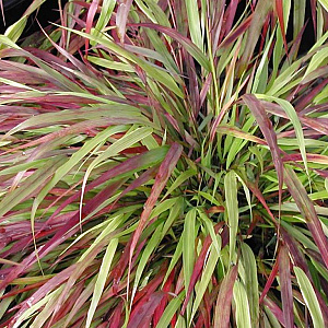 Hakonechloa macra 'Beni-kaze' GM 2,0L