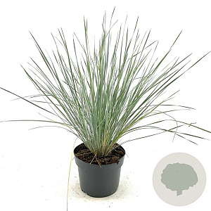 Helictotrichon sempervirens GM 2,0L