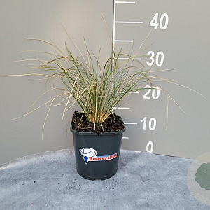 Helictotrichon sempervirens GM 2,0L