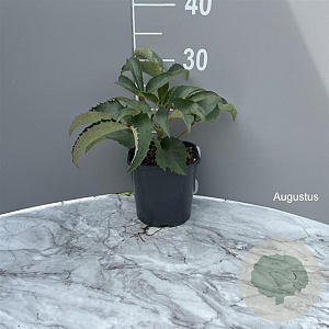 Helleborus argutifolius GM 2,0L